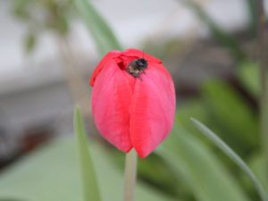 Wildbiene in Tulpe