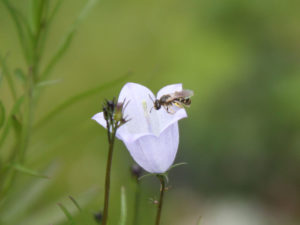 Rundblättrige Glockenblume mit Wildbiene