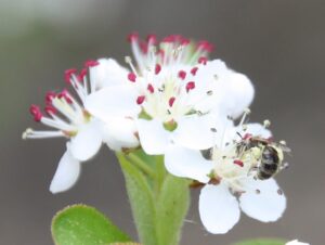 Wildbiene auf Apfelbeere