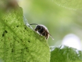 Wespe und Blattläuse