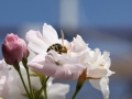 Biene in Säulenzierkirsche