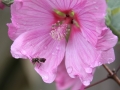 Blattschneiderbiene auf Buschmalve