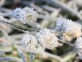 Gräser bei Frost