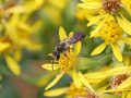 Wildbiene auf Echter Goldrute