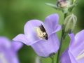 Wildbiene in Glockenblume