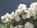 Philadelphus