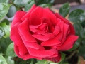 Rose Amboise
