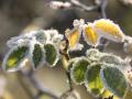 Blätter bei Frost