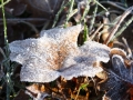 Frostiges Ahornblatt