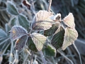 Frostiges Brombeerblatt