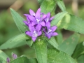 Knäuelglockenblume mit Insekt