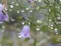 Rundblättrige Glockenblume Regentropfen