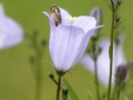 Rundblättrige Glockenblume mit Wildbiene