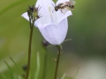 Rundblättrige Glockenblume mit Wildbiene