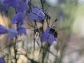 Rundblättrige Glockenblume mit Wespe