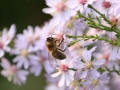 Septemberkraut mit Biene