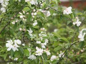 Apfelbaum in Blüte