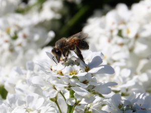 Biene auf Schleifenblume