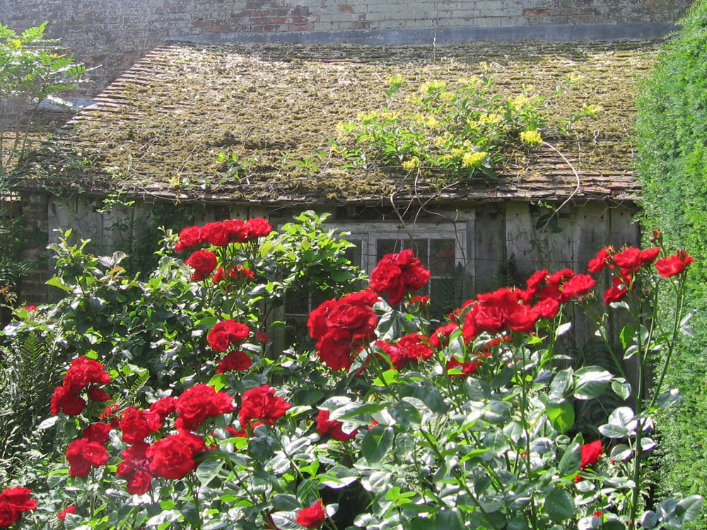 Ein alter Garten mit Rosen