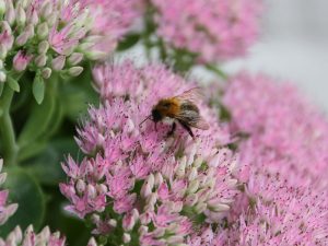 Fettehenne mit Ackerhummel