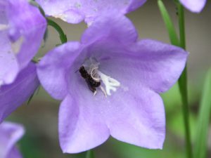 Wildbiene schläft in Glockenblume