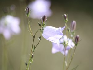 Camanula rotundifolia, rundblättrige Glockenblume