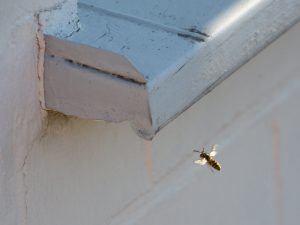 Wespe in Nestnähe