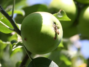 Wespe auf unreifem Apfel