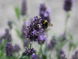 Wiesenhummel auf Lavendel